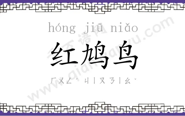 红鸠鸟