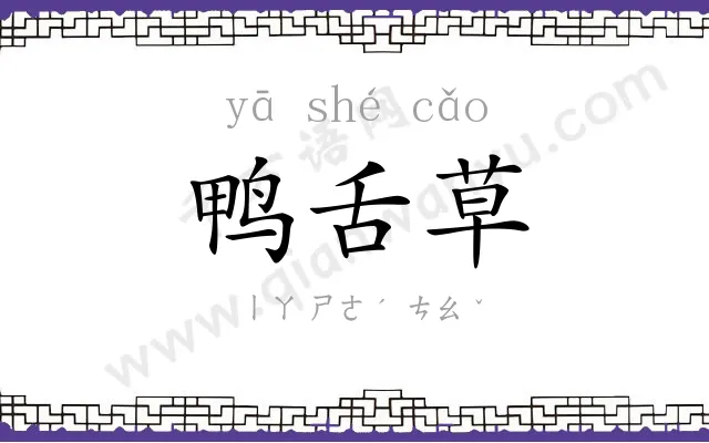 鸭舌草