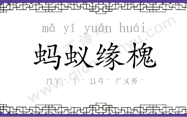 蚂蚁缘槐