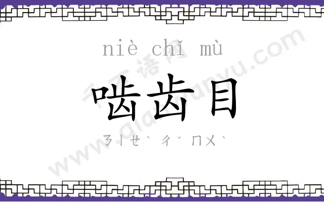 啮齿目