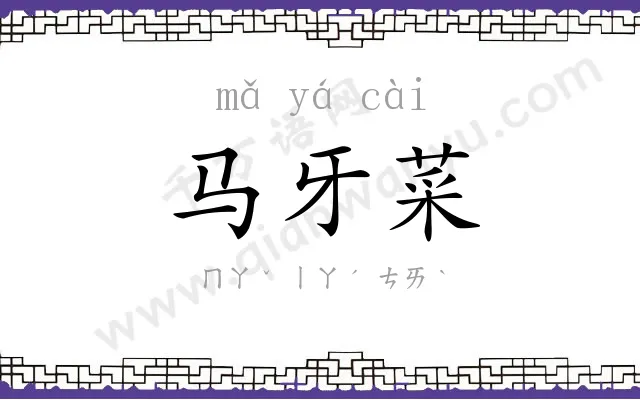 马牙菜
