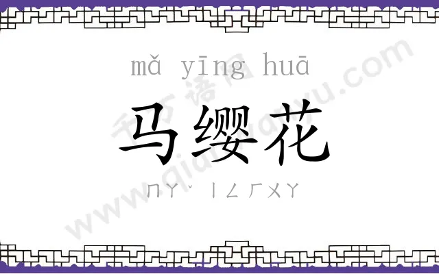 马缨花