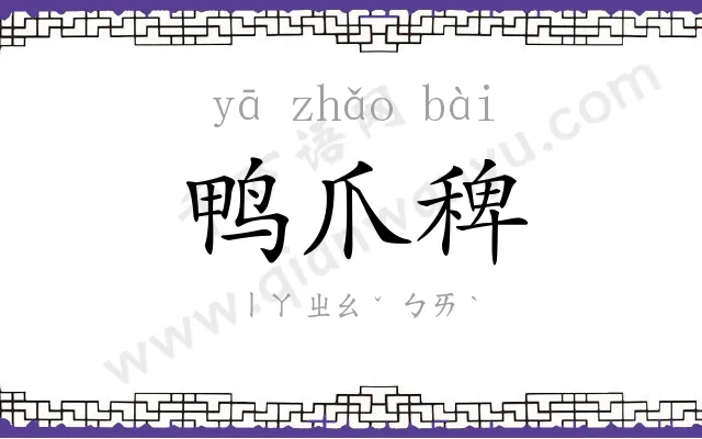 鸭爪稗