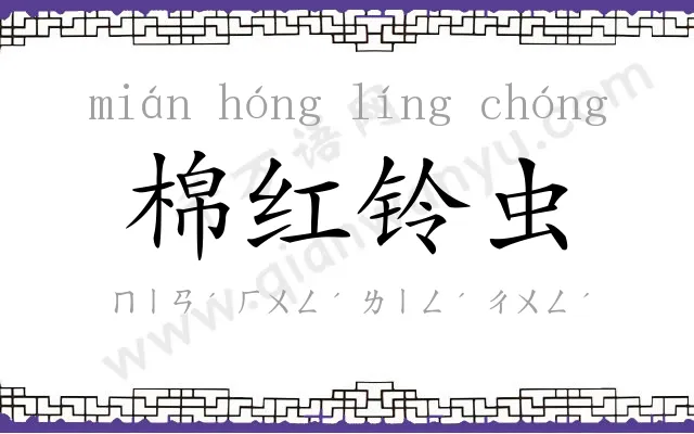 棉红铃虫