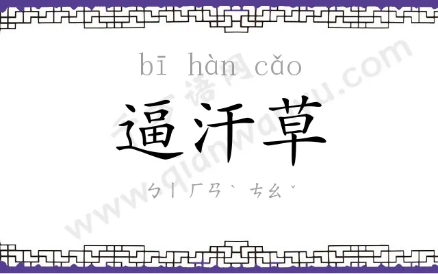 逼汗草
