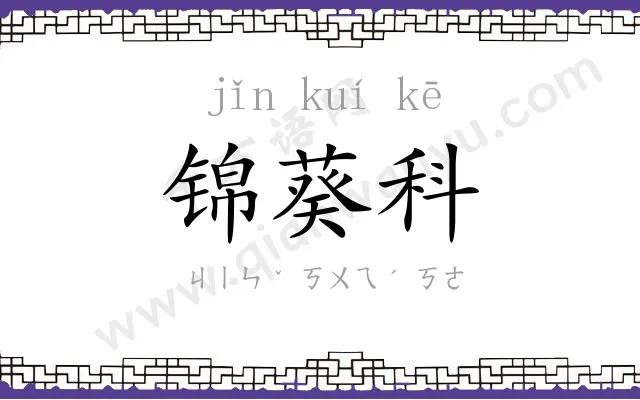 锦葵科