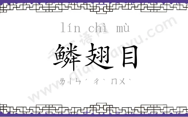 鳞翅目