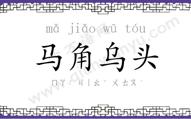 马角乌头