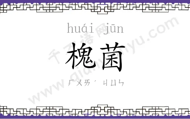 槐菌