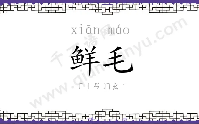鲜毛