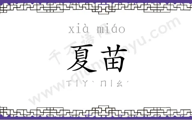夏苗