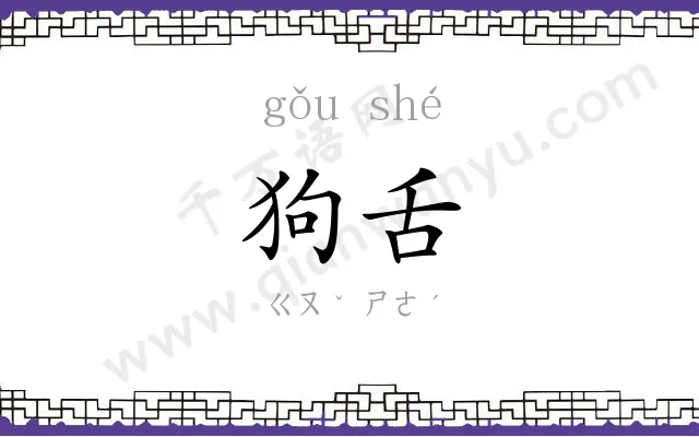 狗舌