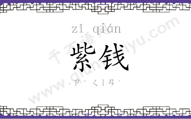 紫钱