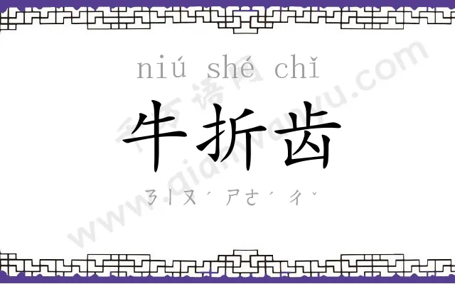 牛折齿