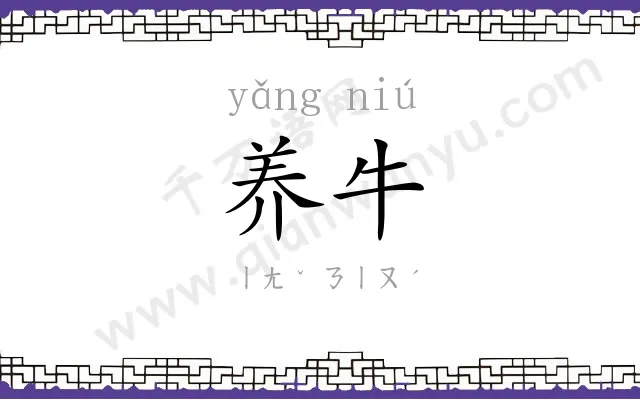 养牛