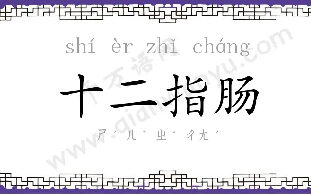 十二指肠