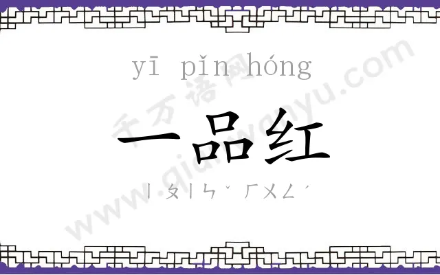 一品红