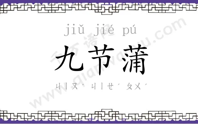 九节蒲