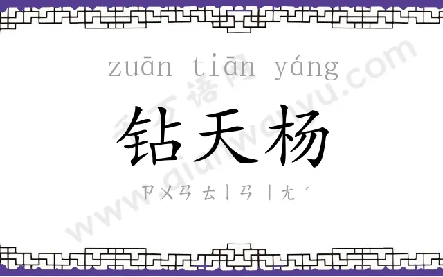 钻天杨