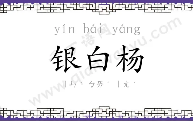 银白杨