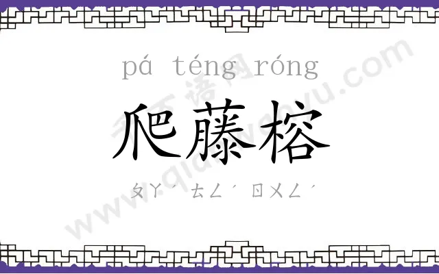 爬藤榕