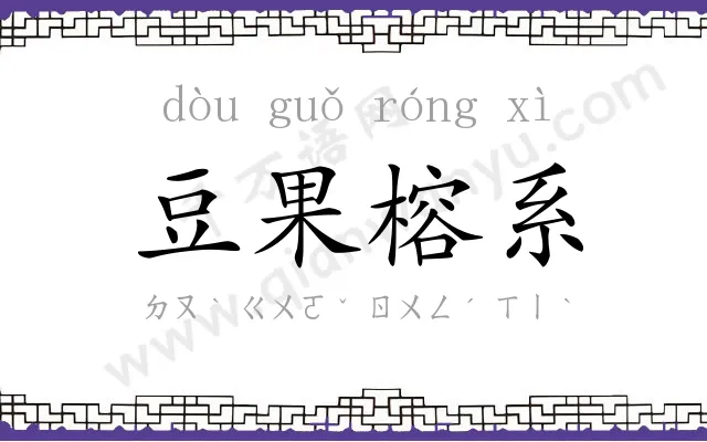 豆果榕系
