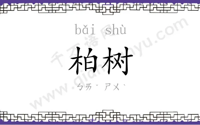 柏树