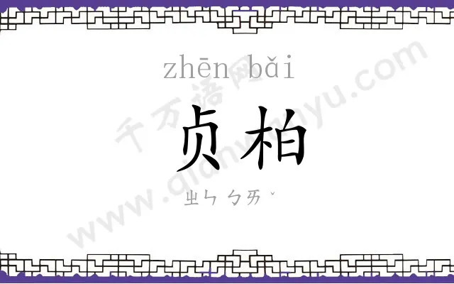 贞柏