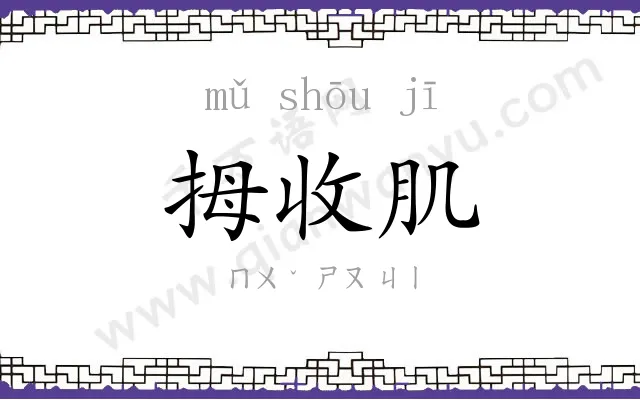 拇收肌