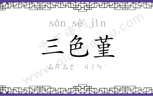 三色堇
