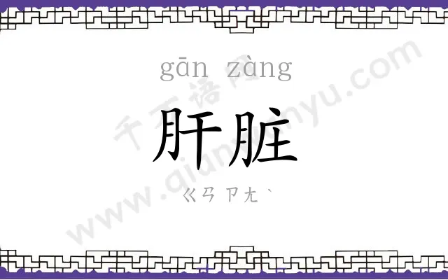 肝脏