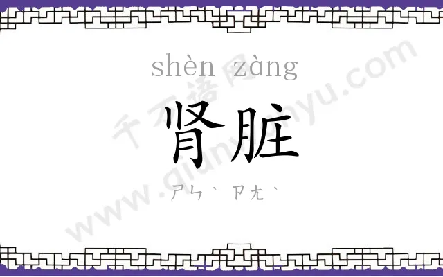 肾脏