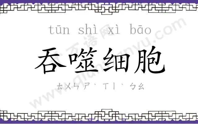 吞噬细胞