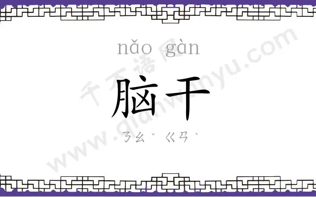 脑干