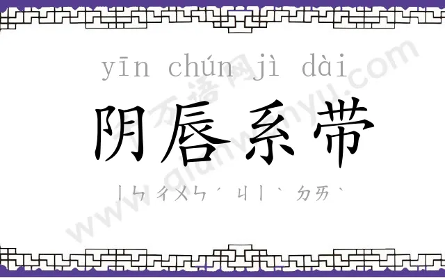 阴唇系带