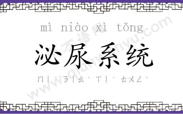 泌尿系统