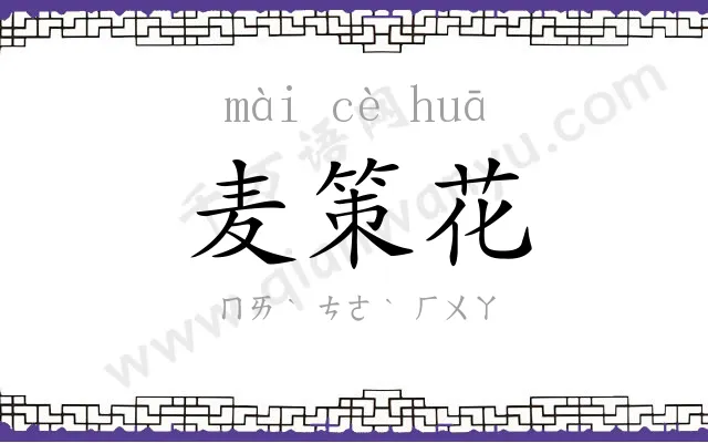 麦策花