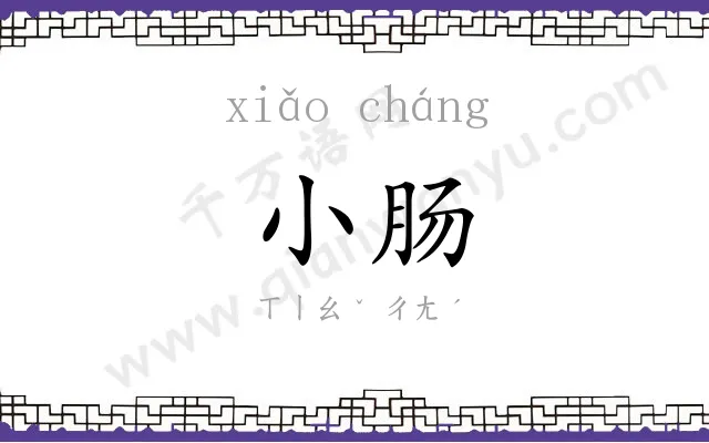 小肠