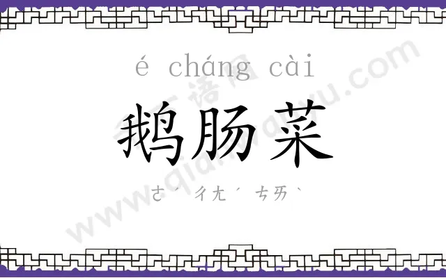 鹅肠菜