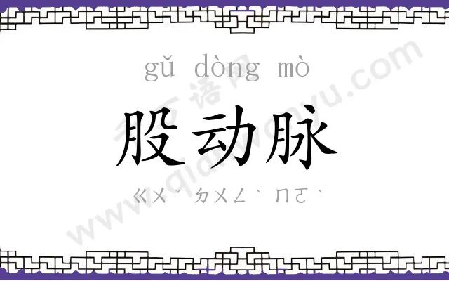 股动脉